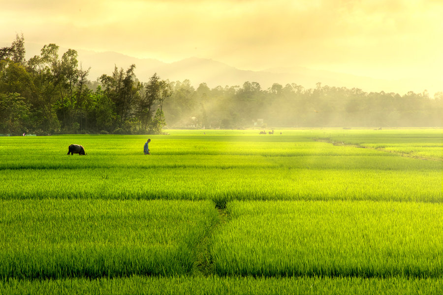 paddy rice field
