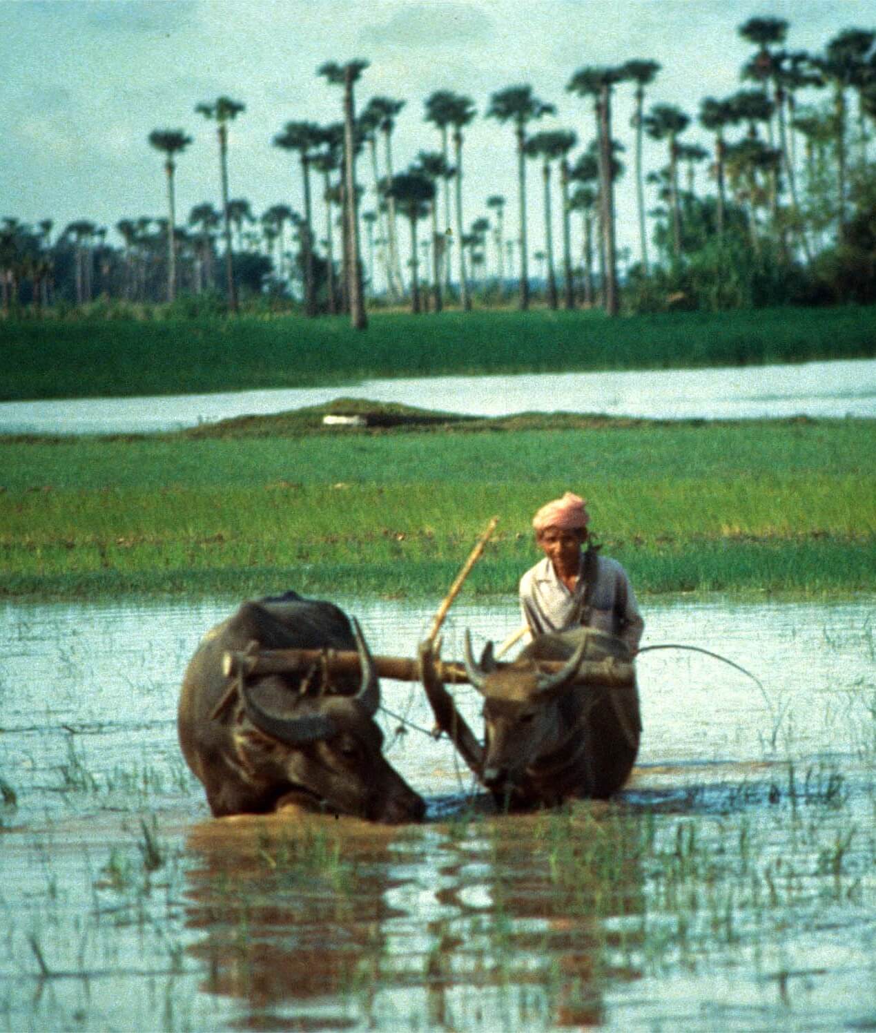 kroya rice brand story
