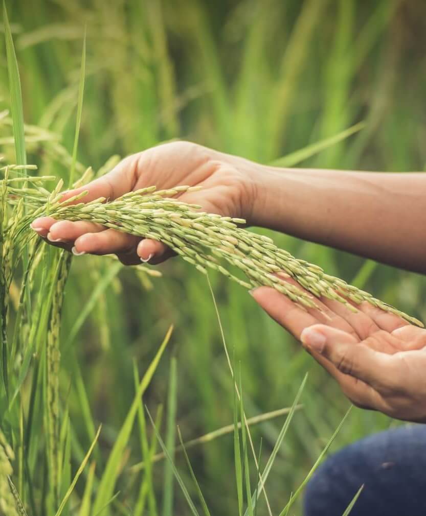 paddy contract farming