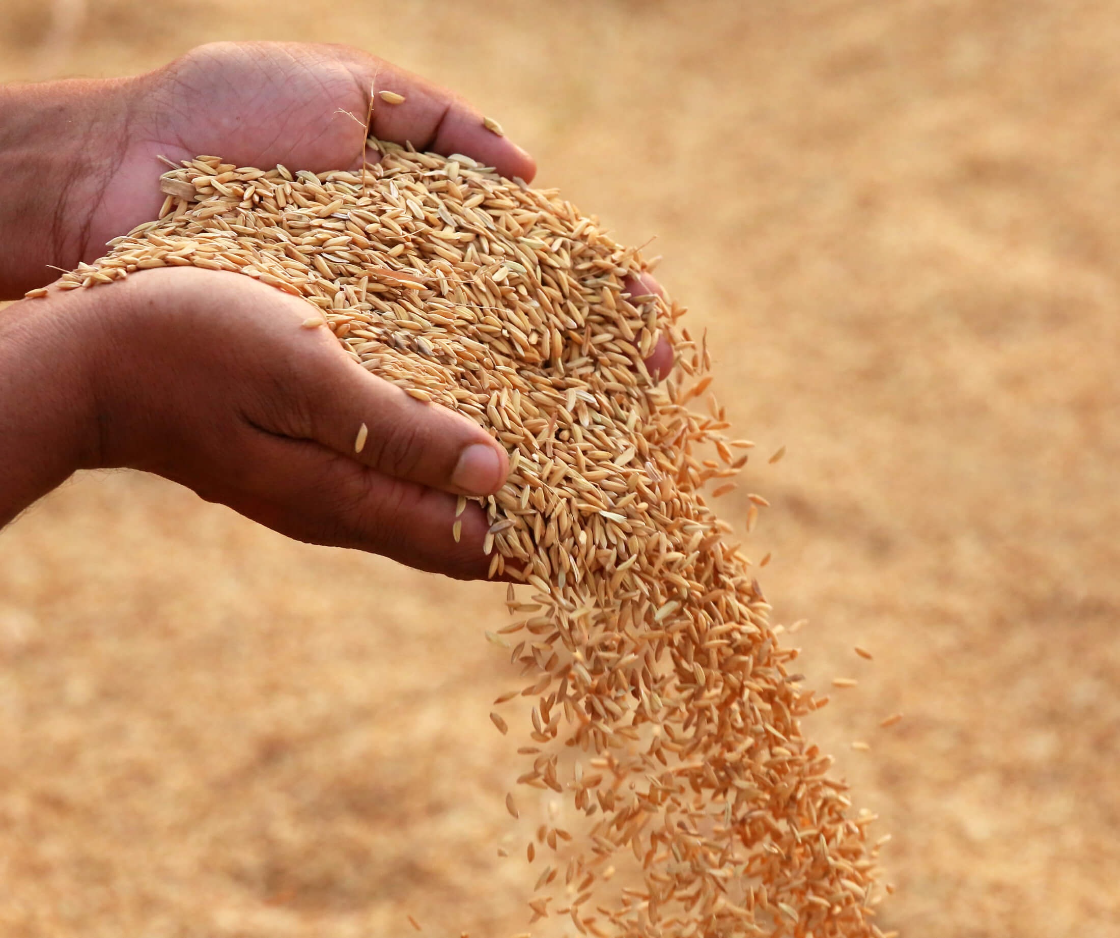 paddy rice